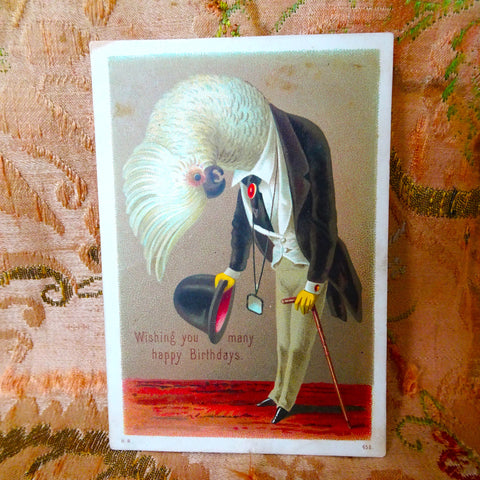 STRIKING Antique Victorian Birthday Card, Chromolithograph Card, Dressed COCKATOO bird, Beautiful card, Suitable To Frame, Collectible Cards