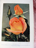 RARE The Rose Encyclopaedia By T Geoffrey W Henslow Organising Secretary Royal International Horticultural Exhibition 1912 A MUST For The Gardner Rose Lover Collectible Book