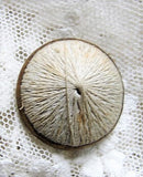 Antique Victorian THREAD BACK Button, Lovely Design,Collectible Buttons, Button Collector